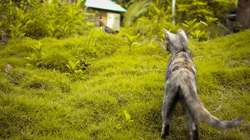 View of a dog on grass