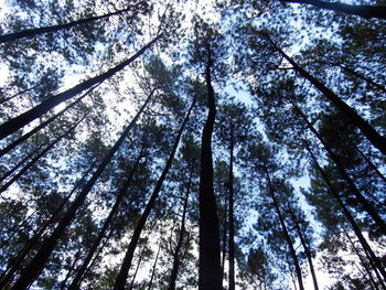 Low angle view of trees in forest