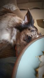 Close-up of cat