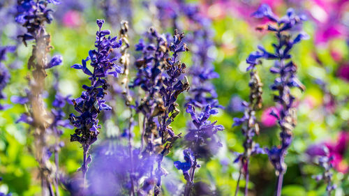 Close-up of bee pollinating on purple flowering plant