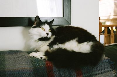 Cat relaxing on bed at home