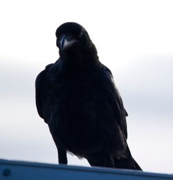 Close-up of bird perching against sky