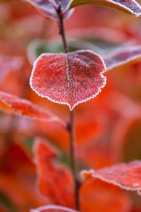 Beautiful red aronia leaves with a frosty edge. morning scenery in the garden. 