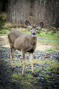 Portrait of deer standing on field