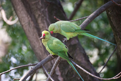 Low angle view of parrot perching on tree