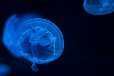 Close-up of jellyfish against black background