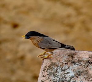 Close-up of bird perching on rock