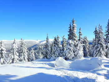Snow covered land and trees against clear blue sky