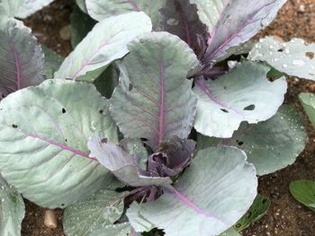 Close-up of plant with water