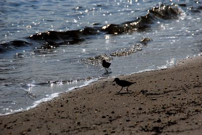 Birds on beach