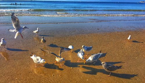Flock of seagulls on beach