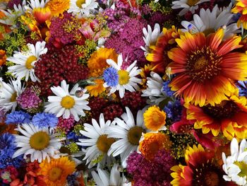 Full frame shot of multi colored flowers