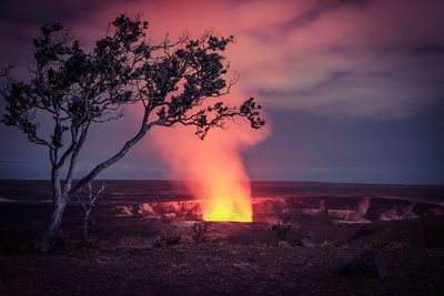 Tree on field against sea at sunset