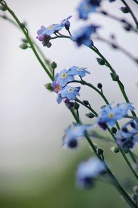 Close-up of purple flowering plant