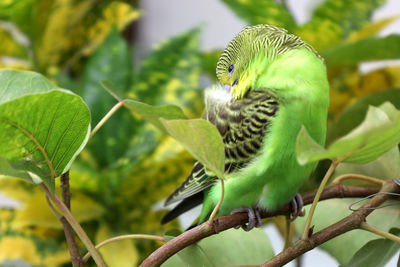 Bird perching on a branch