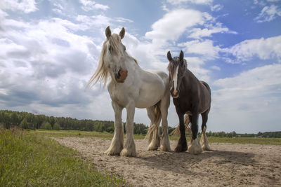 Horses standing in ranch against sky