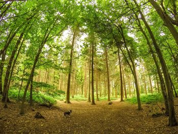 Low angle view of trees in forest