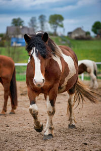 Horse standing on field