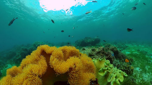 underwater