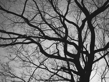 Low angle view of bare trees against sky