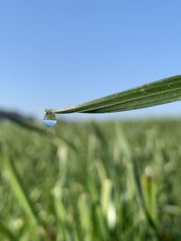 Close-up of grass on field against clear sky