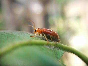 Close-up of insect on leaf