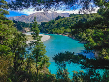 Scenic view of lake and trees in forest