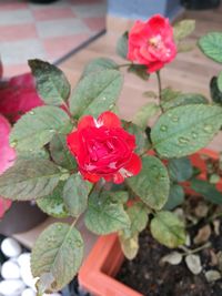 Close-up of red roses blooming outdoors