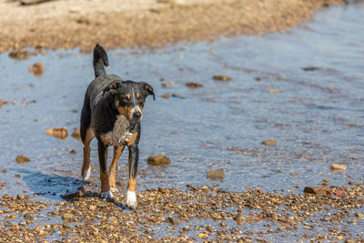 Dog on beach