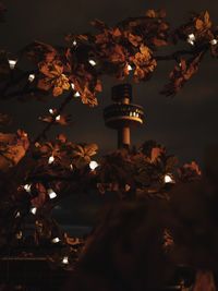 Low angle view of illuminated tree against sky at night