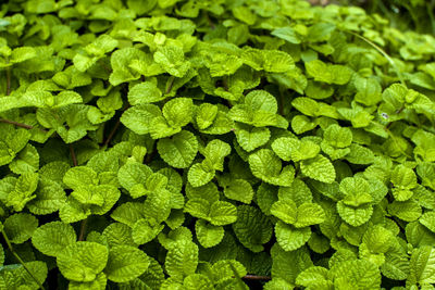 Full frame shot of green leaves