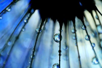 Close-up of water drops on plant