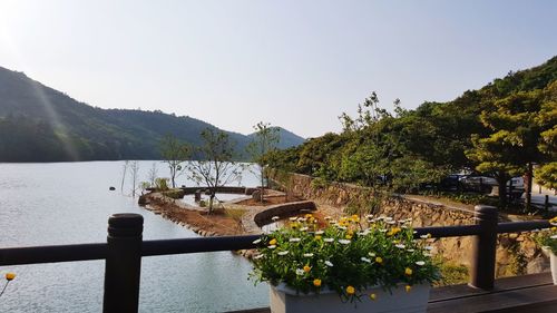 Flowers growing by railing against clear sky