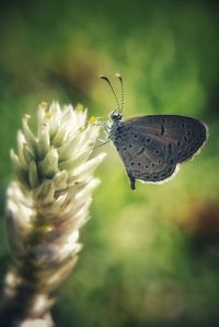 Close-up of butterfly pollinating on flower