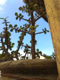 Low angle view of tree against sky