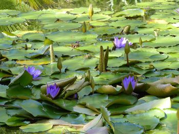 Close-up of lotus water lily in pond