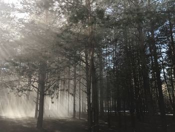 Sunlight streaming through trees in forest