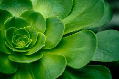 Full frame shot of succulent plant