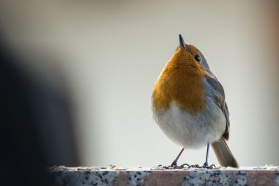 Close-up of bird perching on wood