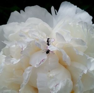 Close-up of white flowers