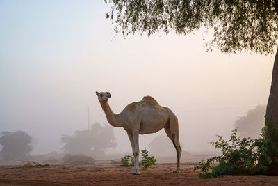 Camel standing in fogy day