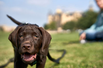 Close-up portrait of dog on field