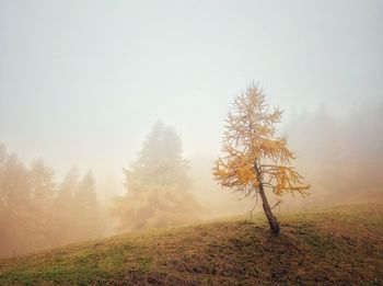 Tree on field against sky