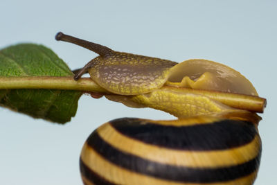 Close-up of snail against white background