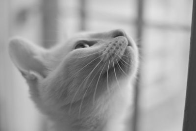 Close-up of cat looking up