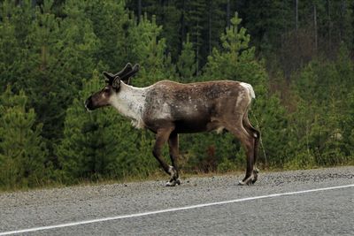 Side view of horse on road amidst trees