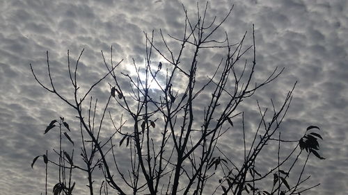 Low angle view of plants against sky