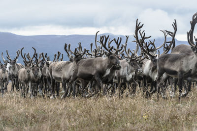 Reindeers in mountains