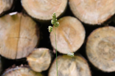 Full frame shot of firewood