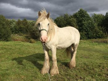 Horse standing on field against sky